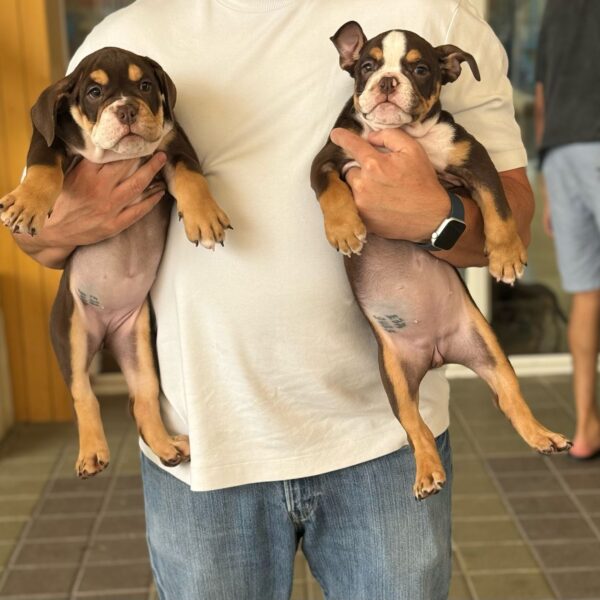 Chocolate white and tan English Bulldog girls