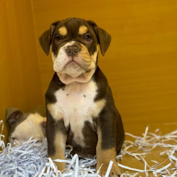 English bulldog girl chocolate