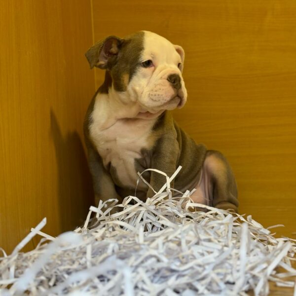 English. Bulldog girl lilac and tan