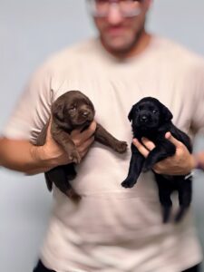 Labrador retriever girls