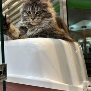 Mainecoon girl with wcf pedigree