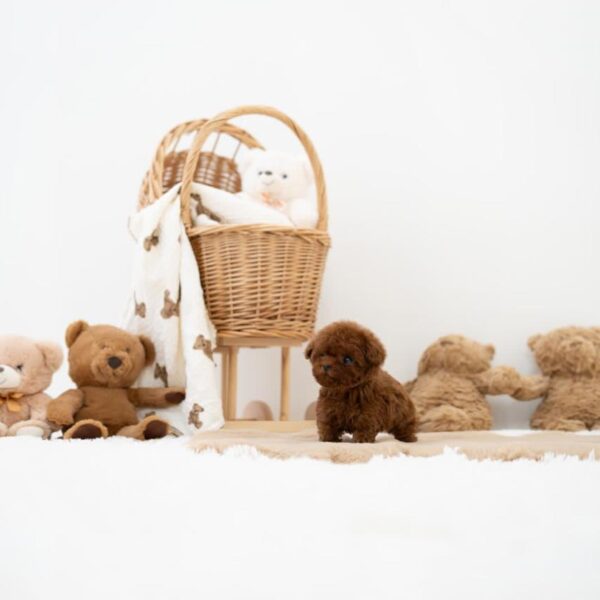 Red teacup poodle boy