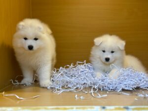 Samoyed girls