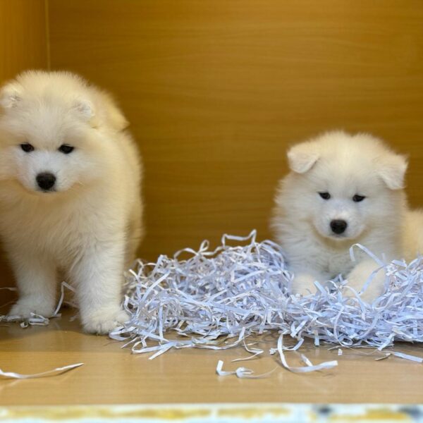 Samoyed girls