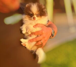 Teacup bicolor Pomeranian boy from SouthKorea