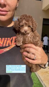 Silver beij toy poodle boy