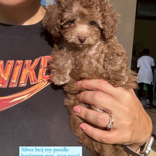 Silver beij toy poodle boy