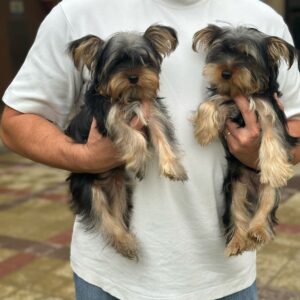 Yorkshire terrier boys mini size