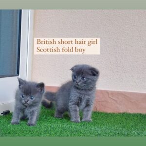 british short hair girl scottish fold boy
