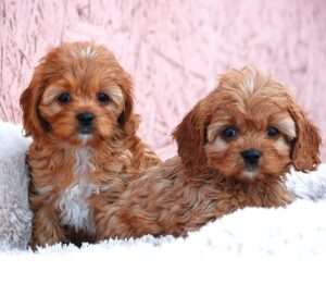 cavapoo girls