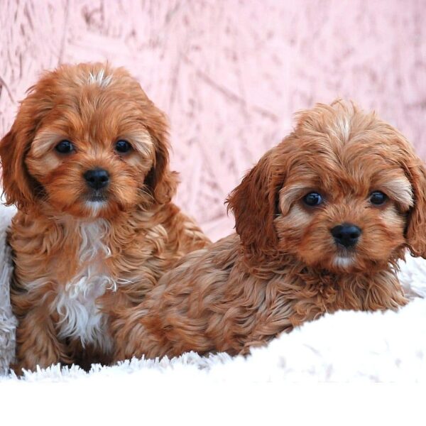 cavapoo girls