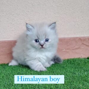 himalayan boy 2