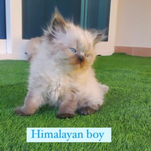 himalayan boy