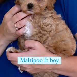 maltipoo fr boy