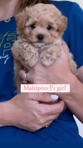 maltipoo fr girl 1