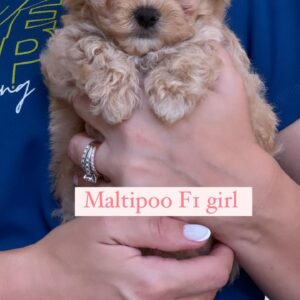 maltipoo fr girl 1