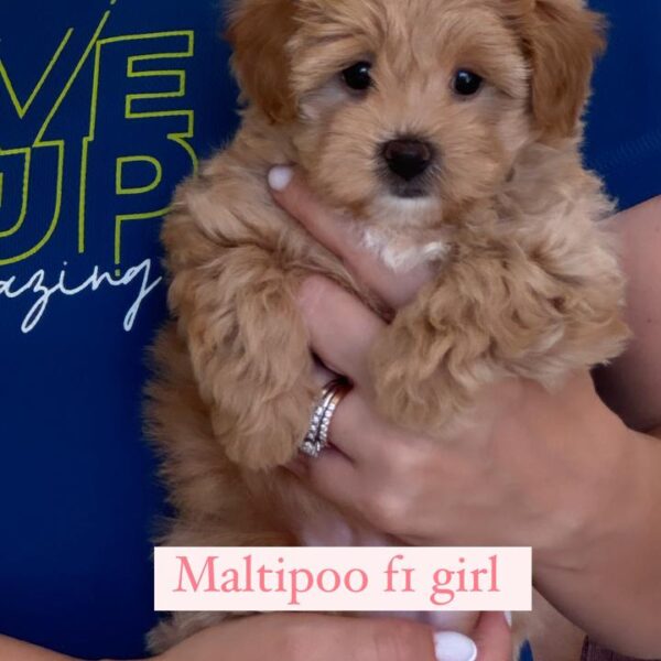 maltipoo fr girl