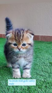 scottish fold gold tabby male