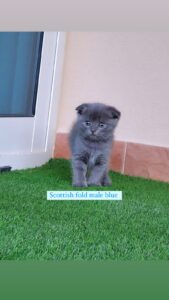 scottish fold male blue