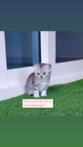 scottish fold silver chinchilla girl