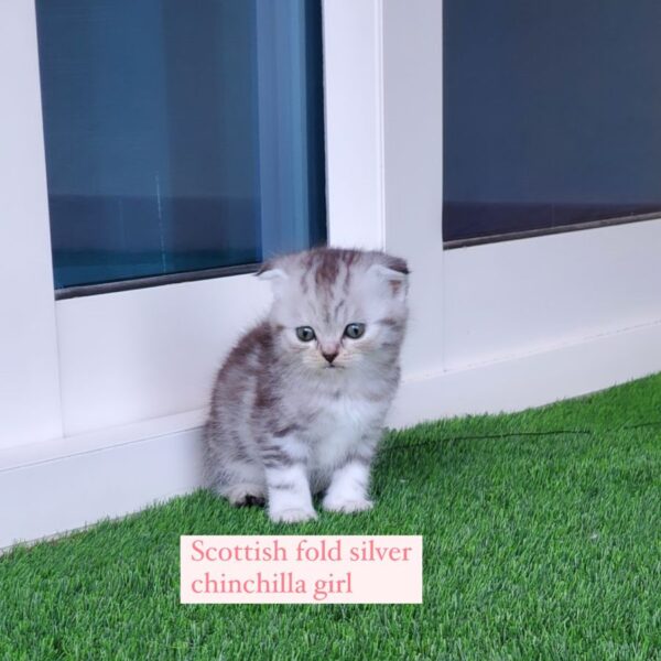 scottish fold silver chinchilla girl