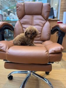 toy poodle boy new