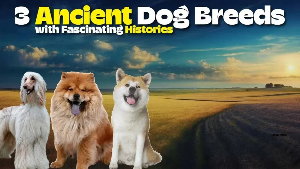 3 Ancient Dog Breeds with Fascinating Histories