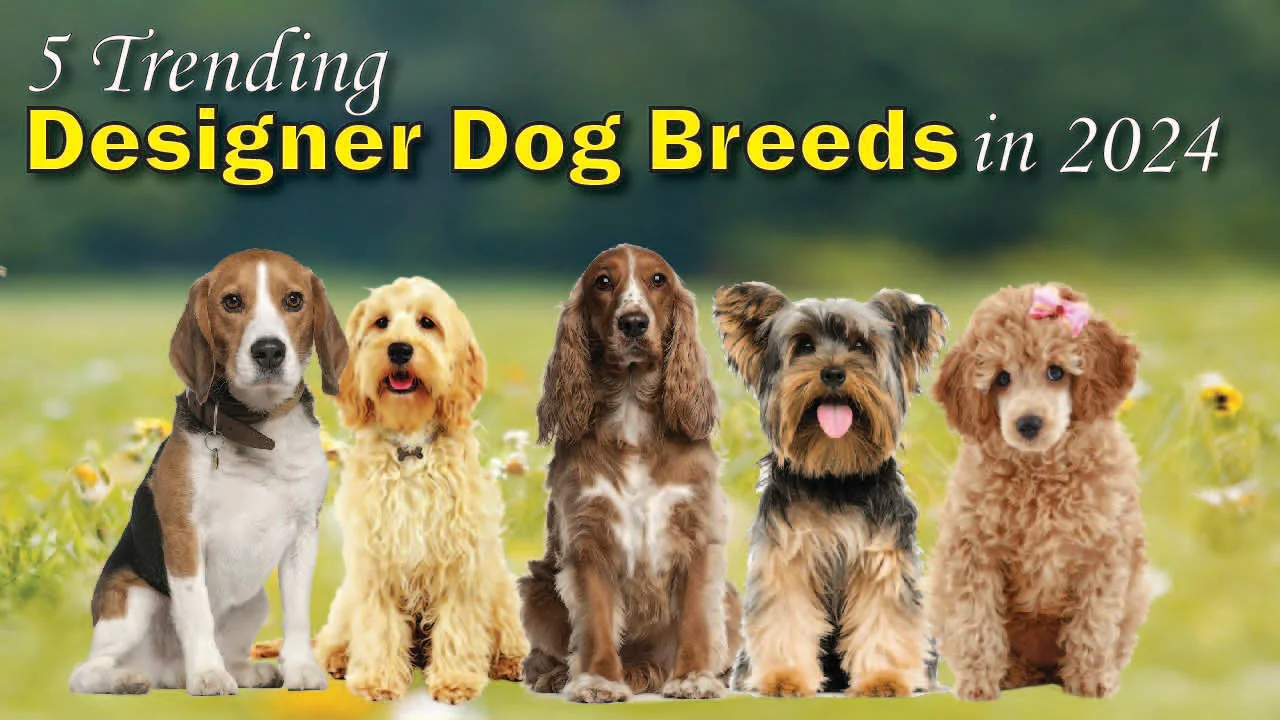 5 Trending Designer Dog Breeds in 2024
