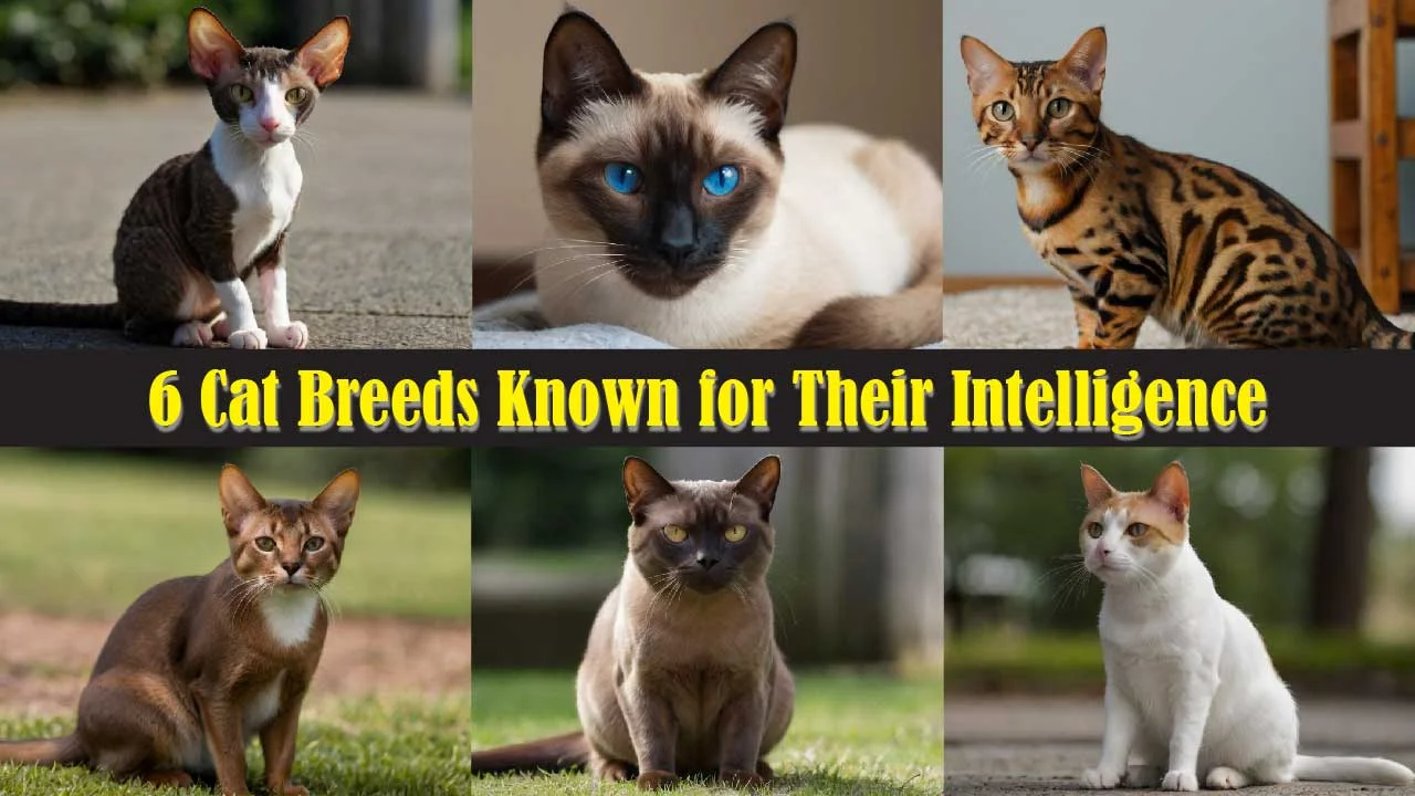 6 Cat Breeds Known for Their Intelligence