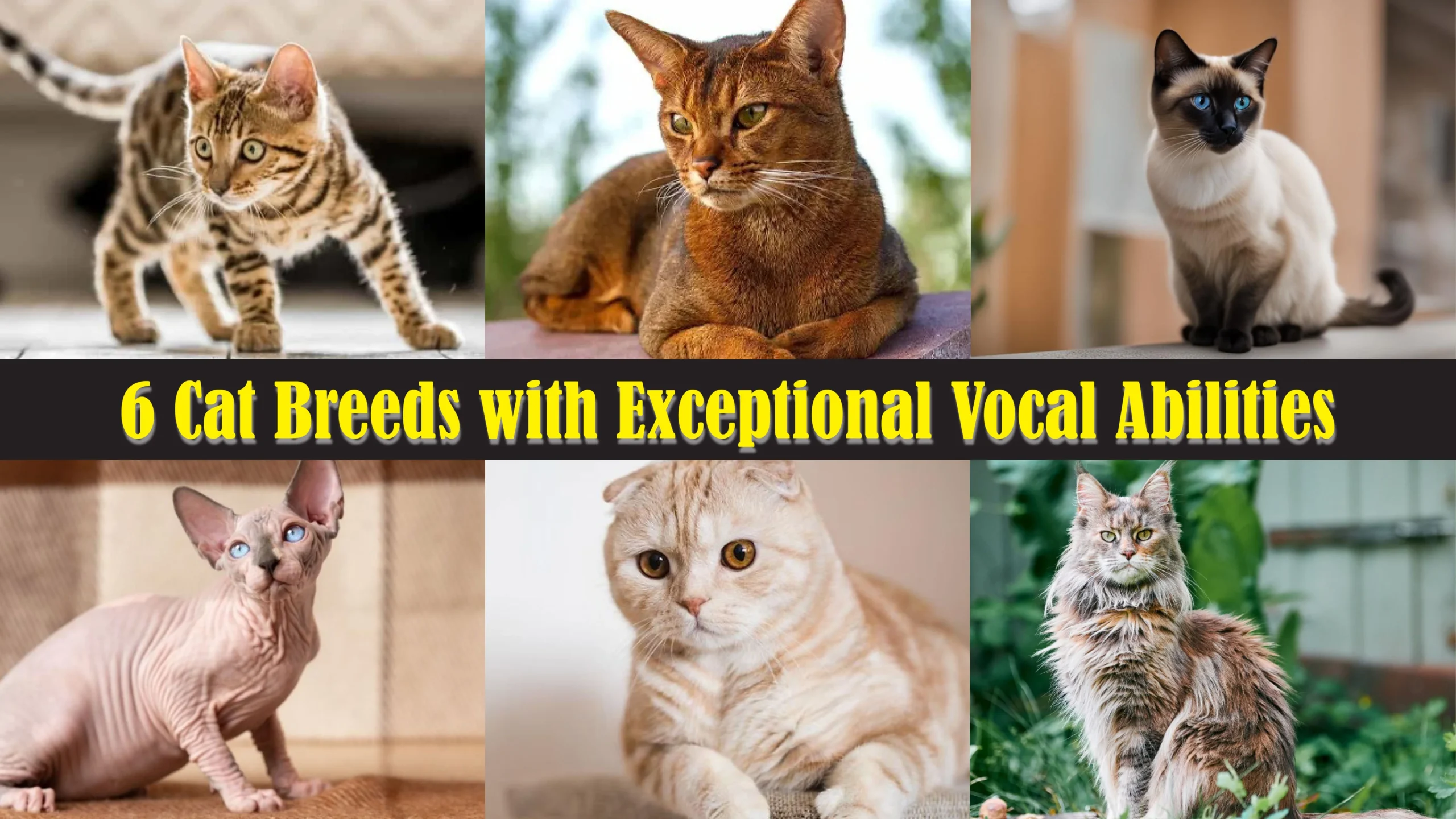 6 Cat Breeds with Exceptional Vocal Abilities