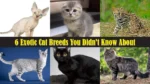 6 Exotic Cat Breeds You Didn't Know About