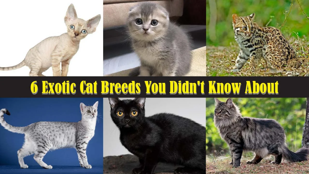 6 Exotic Cat Breeds You Didn't Know About