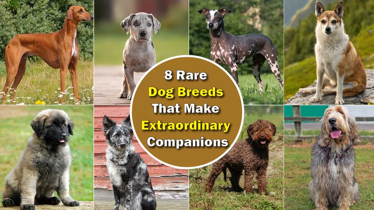 8 Rare Dog Breeds That Make Extraordinary Companions