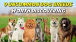 9 Uncommon Dog Breeds Worth Discovering