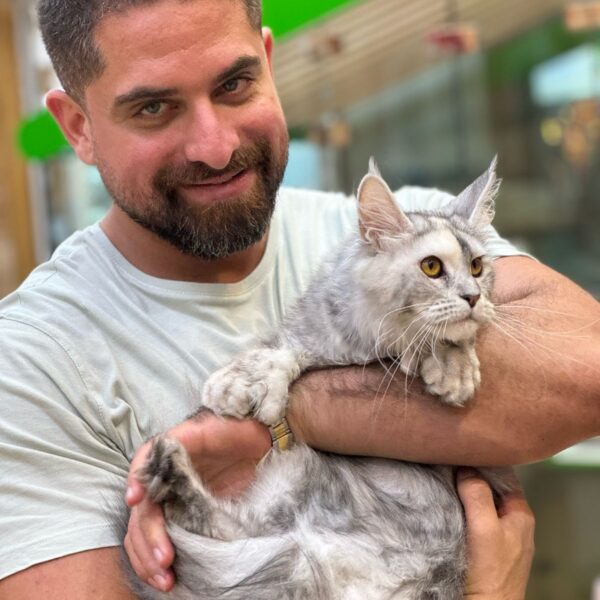 Polydactyl mainecoon female from Russia with wcf pedigree