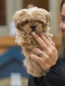 Premium teacup maltipoo boy