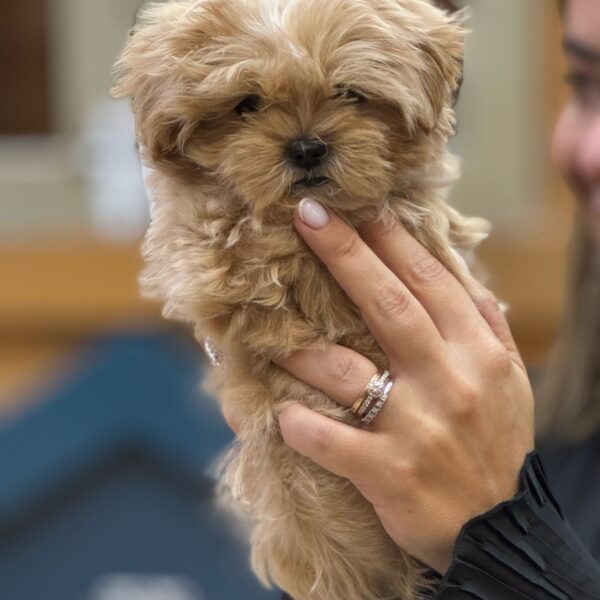 Premium teacup maltipoo boy