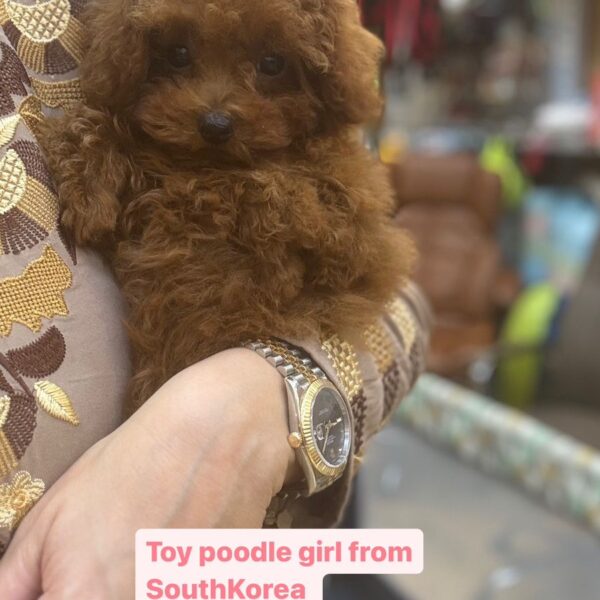 Toy poodle girl form South Korea