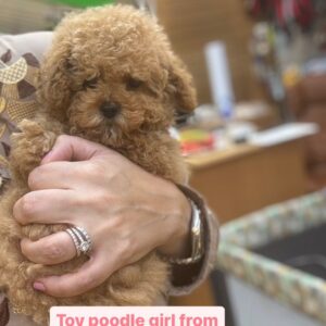 Toy poodle girl form South Korea