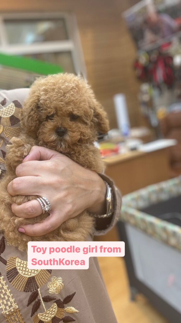 Toy poodle girl form South Korea