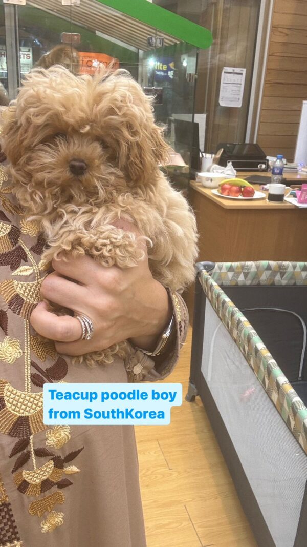 teacup poodle