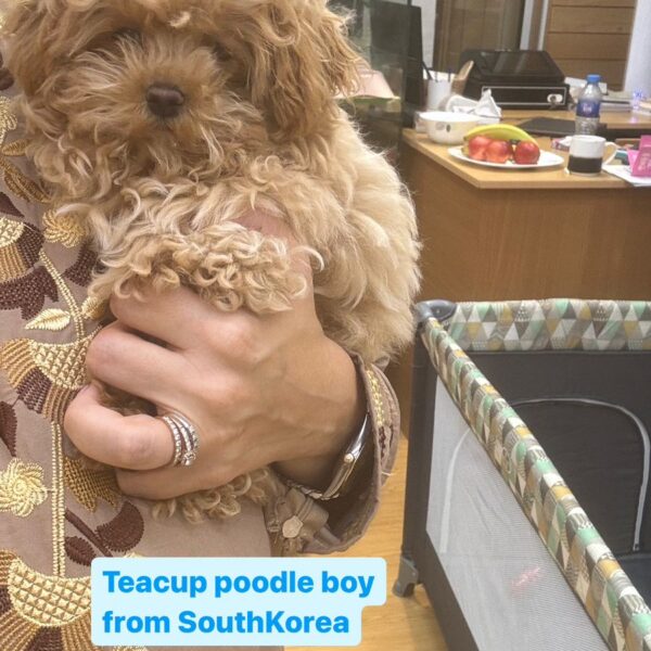 teacup poodle