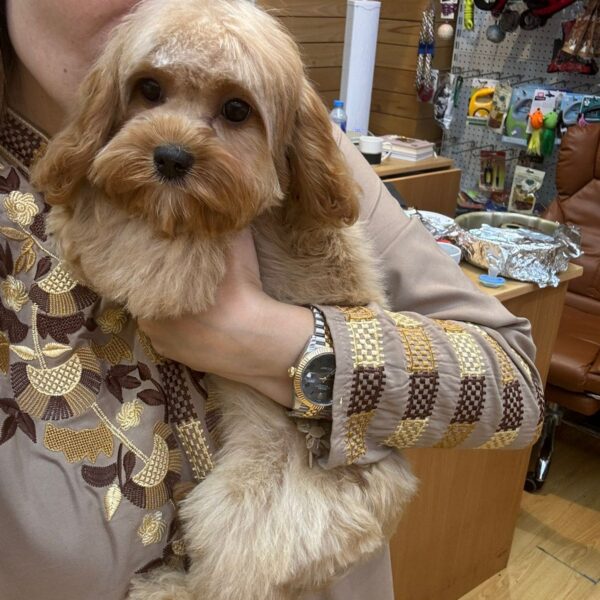 Cavapoo girl from Russia