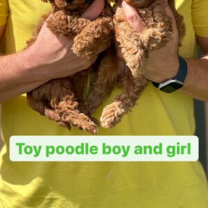 Toy Poodle boy and girl