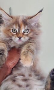 Mainecoon