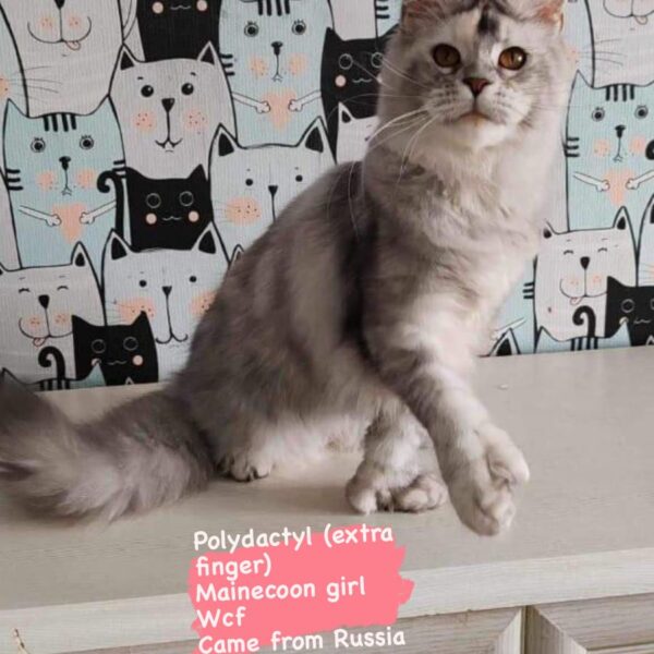 mainecoon girl wcf 2