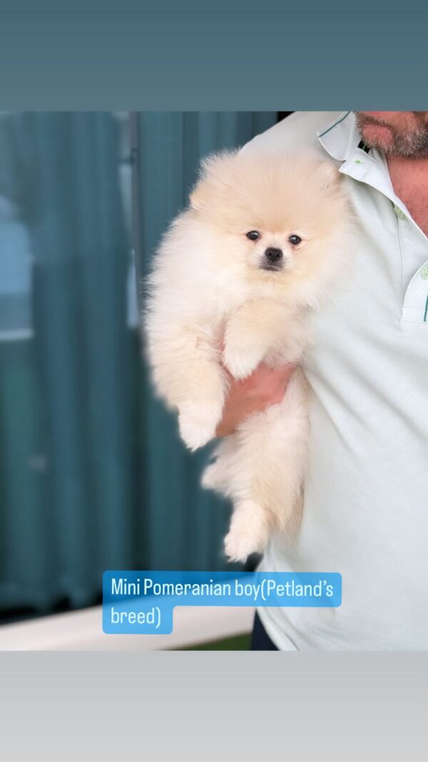 mini pomeranian boy