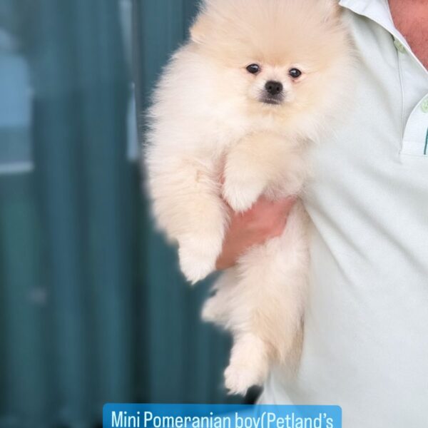 mini pomeranian boy