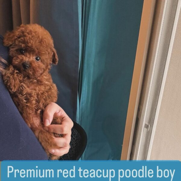 premium red teacup poodle boy