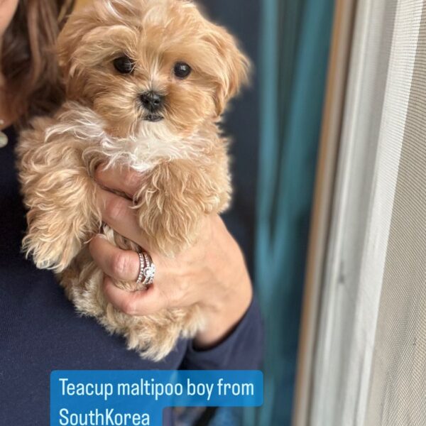 teacup maltipoo boy from south korea